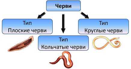 Какие есть черви в биологии?