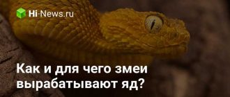 Какие функции выполняет змеиный яд?