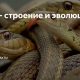 Какие группы выделяют в семействе ужеобразных змей?