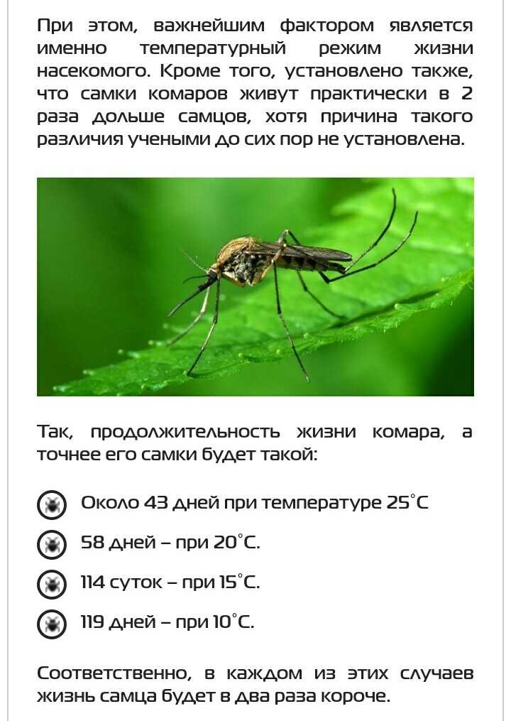 Комары, чей жизненный цикл длится всего 1 день