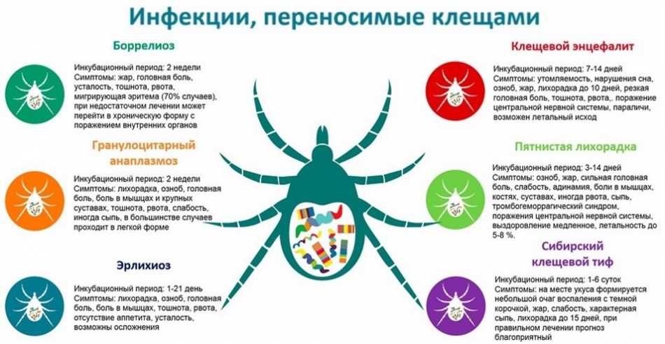 Методы предупреждения укусов клещей