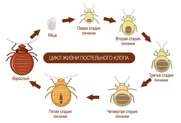 Какие насекомые кусаются так же как клопы?