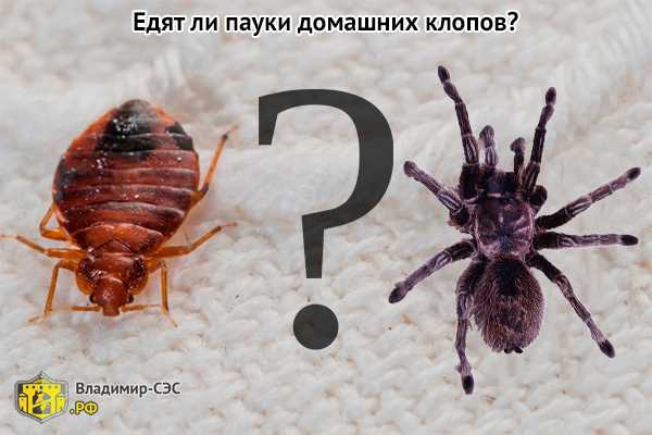 Какие насекомые уничтожают клопов?