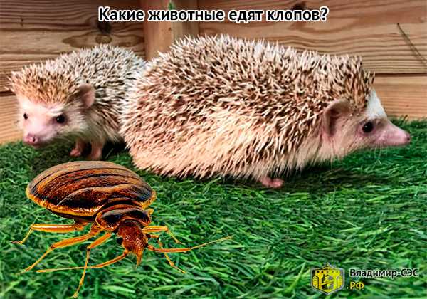 Какие насекомые враги клопов постельных?