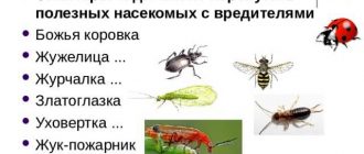 Какие насекомые являются полезными вредителями?