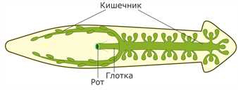 Система кровообращения