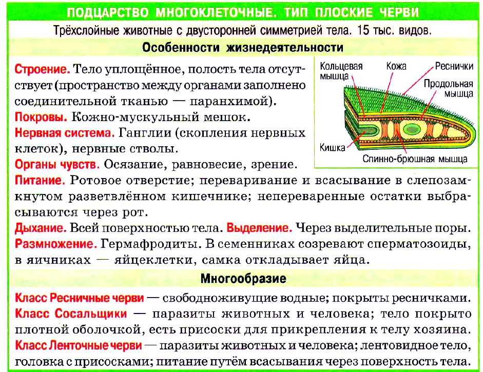 Какие общие характеристики у плоских червей?