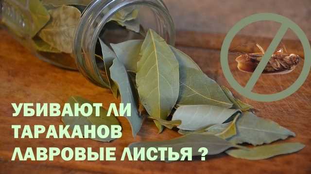 Какие пряности убивают тараканов?