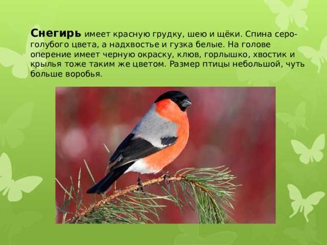 Все о птицах с непокрытой оперением головой и шеей