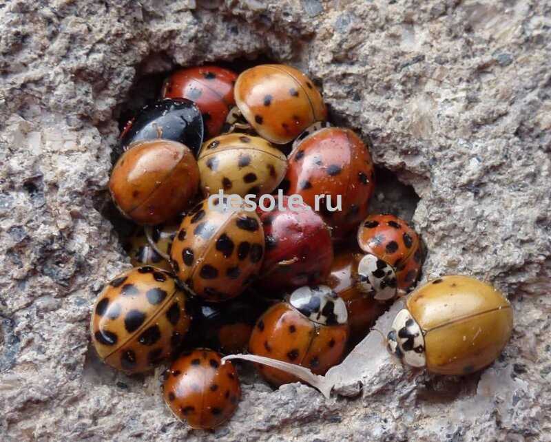 Распространенные виды божьих коровок