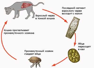 Какие виды паразитов могут поражать домашних животных?