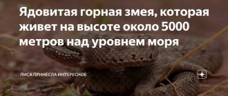 Какие виды змей могут жить в холодном климате?