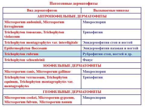 Грибковые инфекции дыхательной системы