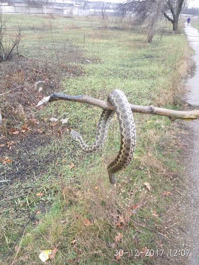 Змеи, которые засыпают на зиму: