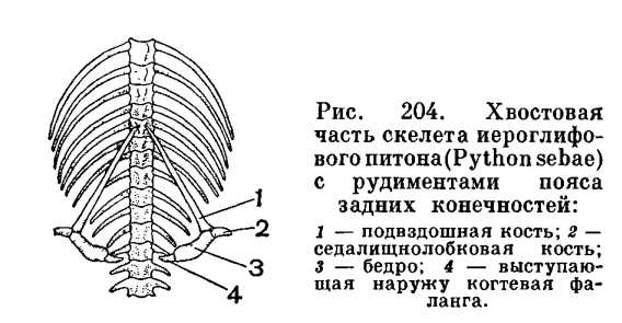 Основные представители семейства ложноногих