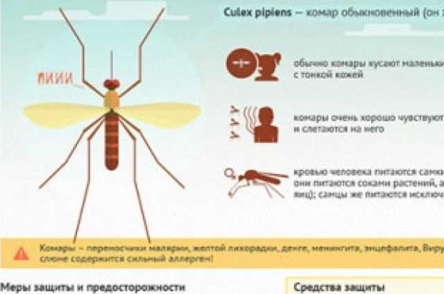 Каким образом комары могут нарушить сон человека?