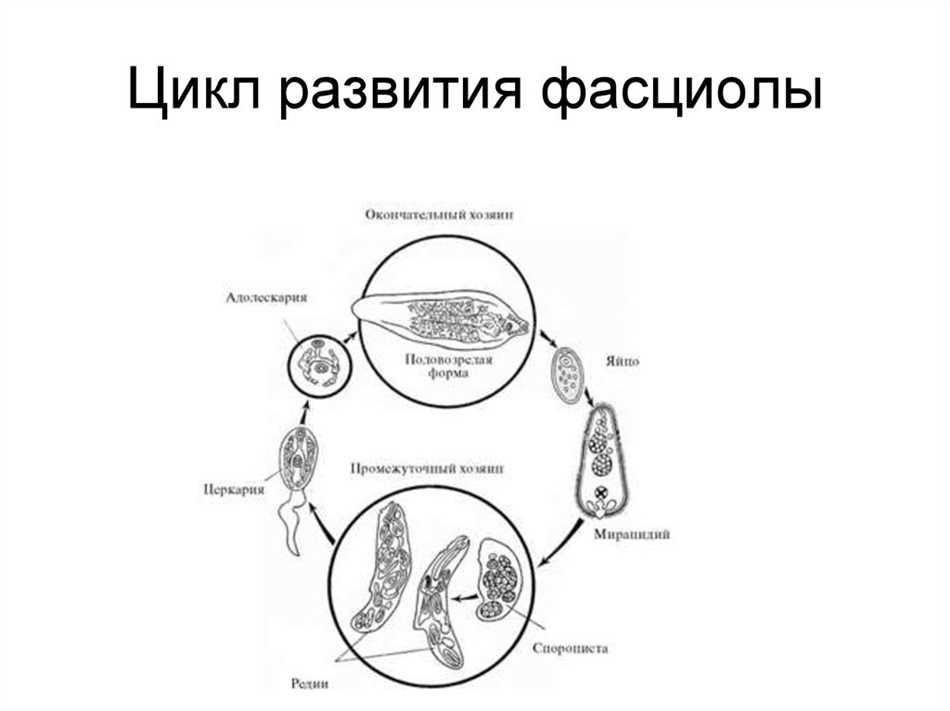 Промежуточные хозяева водных трематод