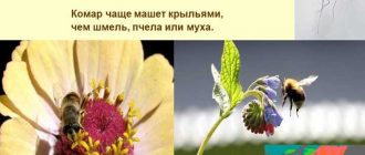 Какое насекомое чаще машет крыльями в полете шмель комар или муха?