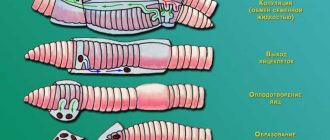 Развитие дождевого червя: этапы и особенности