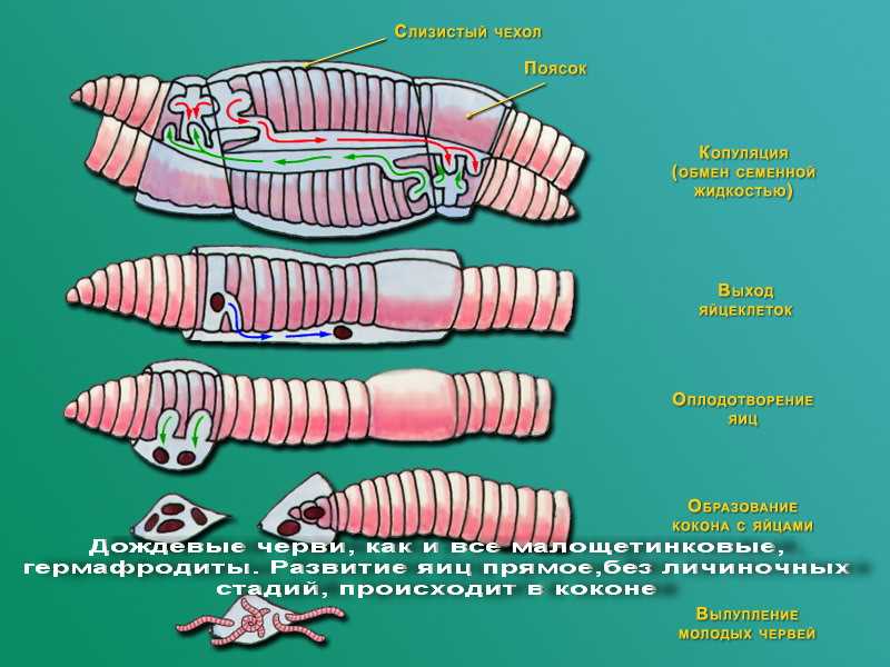 Какое развитие у дождевого червя?