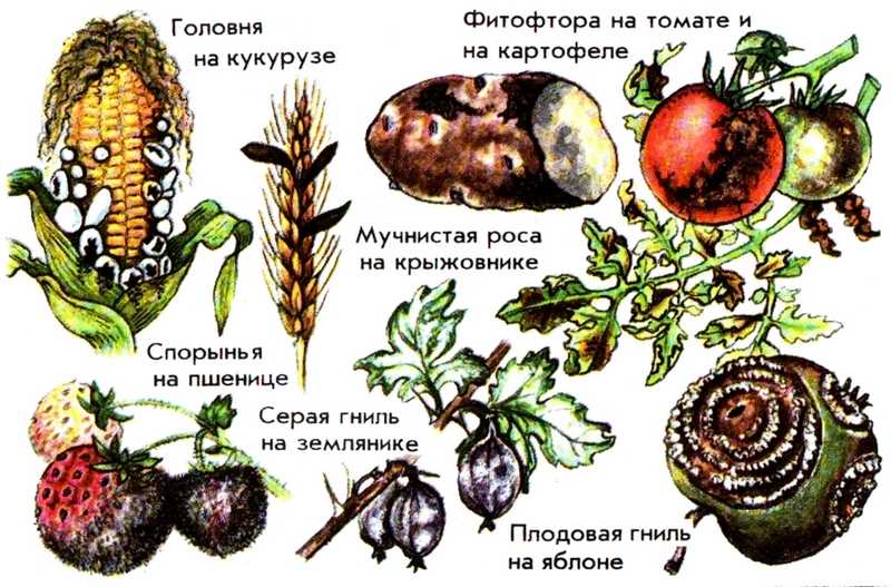 Раздел 1: Понятие о паразитических грибах