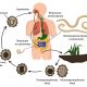 Значение круглых червей в природе и жизни человека: полезные свойства и влияние