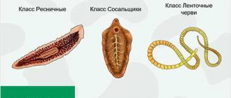 Что за классы существуют у червей?