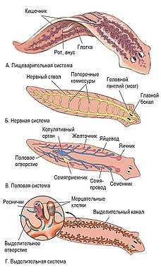 Плоские черви