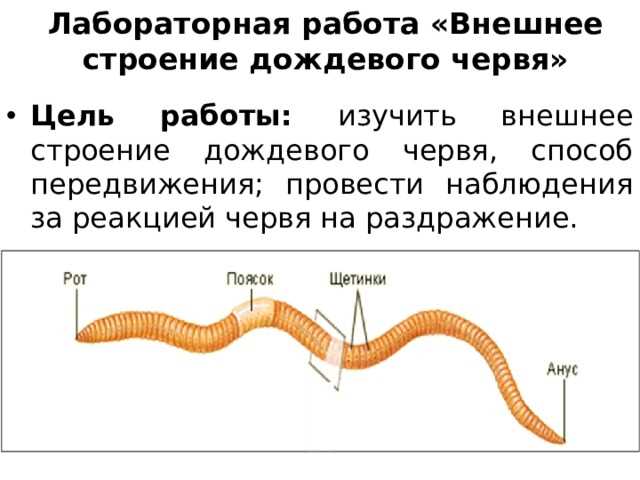 Определение дождевого червя