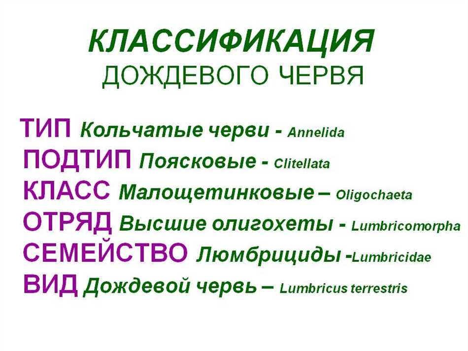 Какой класс у дождевого червя?