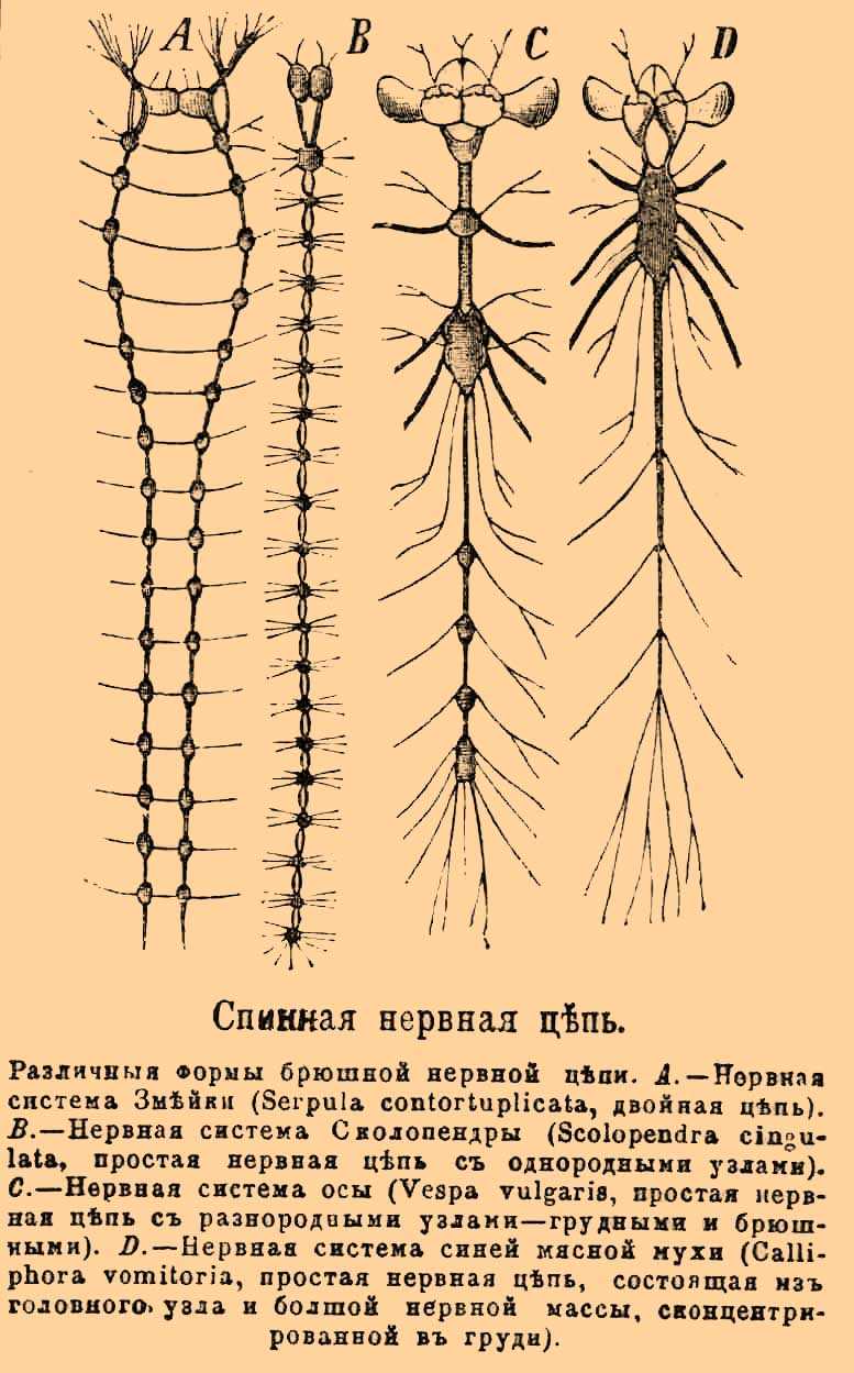 Значение нервной системы для организма