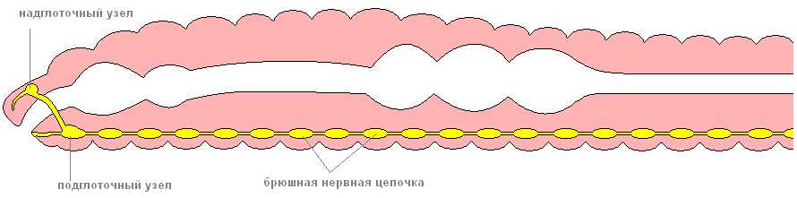 Описание периферической нервной системы