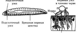 Тип нервной системы у дождевого червя - все, что вам нужно знать