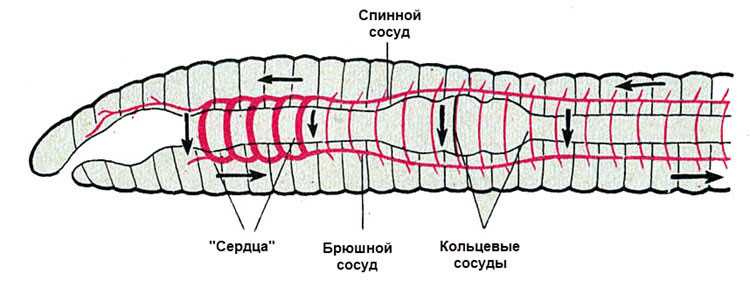 Описание центральной нервной системы