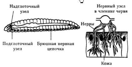 Какой тип нервной системы у дождевого червя?