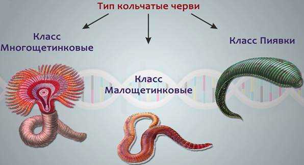 Подраздел 2.1: Земляные черви