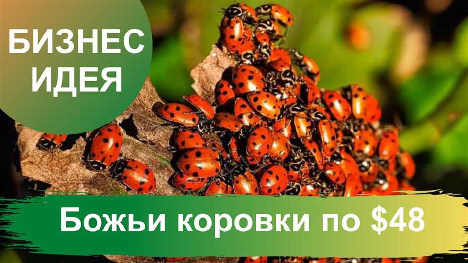 Цветовое разнообразие божьих коровок