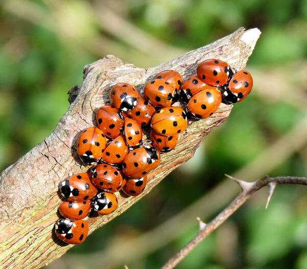 Какой цвет любят божьи коровки?