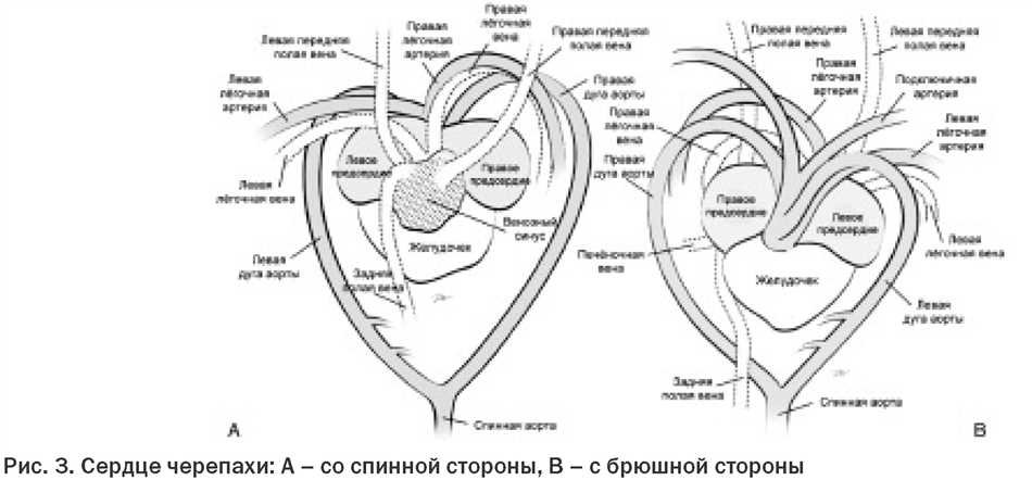 Влияние нервной системы на поведение змей