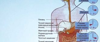 Какова анатомия пищеварительной системы змей?