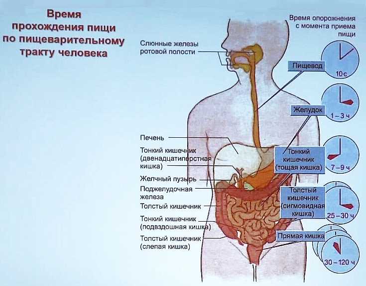 Какова анатомия пищеварительной системы змей?