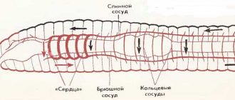 Какова анатомия сердца и кровеносной системы у змей?