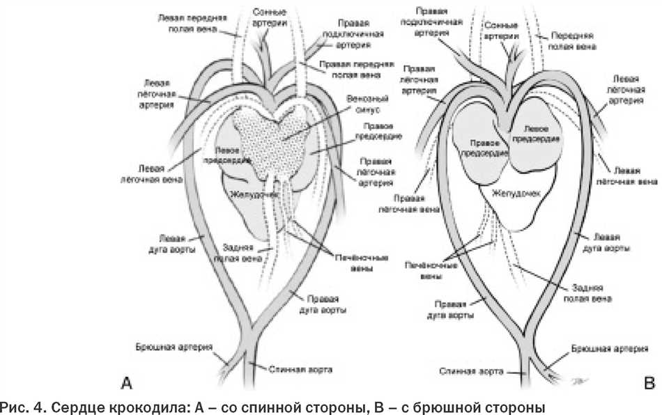 Анатомия сердца и кровеносной системы у змей