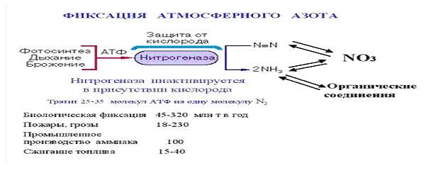 Какова роль микроорганизмов в контроле вредителей?