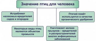 Какова роль птиц в контроле популяции вредителей?