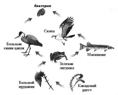 Влияние змей на биоразнообразие