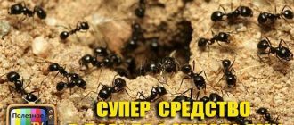 Каковы естественные способы борьбы с муравьями?