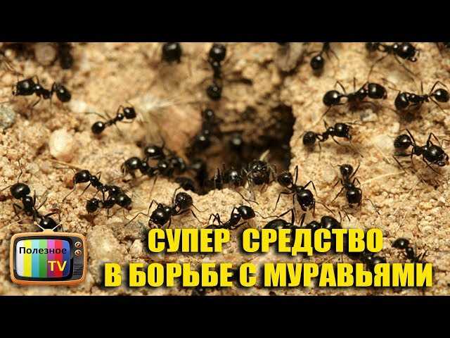 Каковы естественные способы борьбы с муравьями?