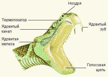 Каковы особенности строения глаз у разных видов змей?