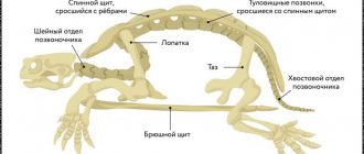 Каковы особенности строения костного скелета у змей?